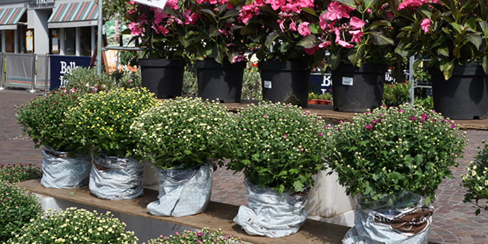 Charlton Park Garden Centre