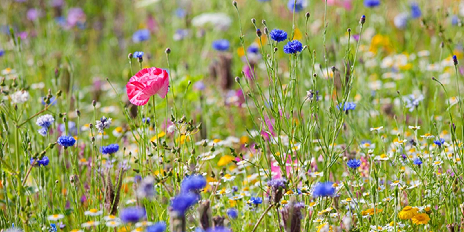 Wildflowers Feature
