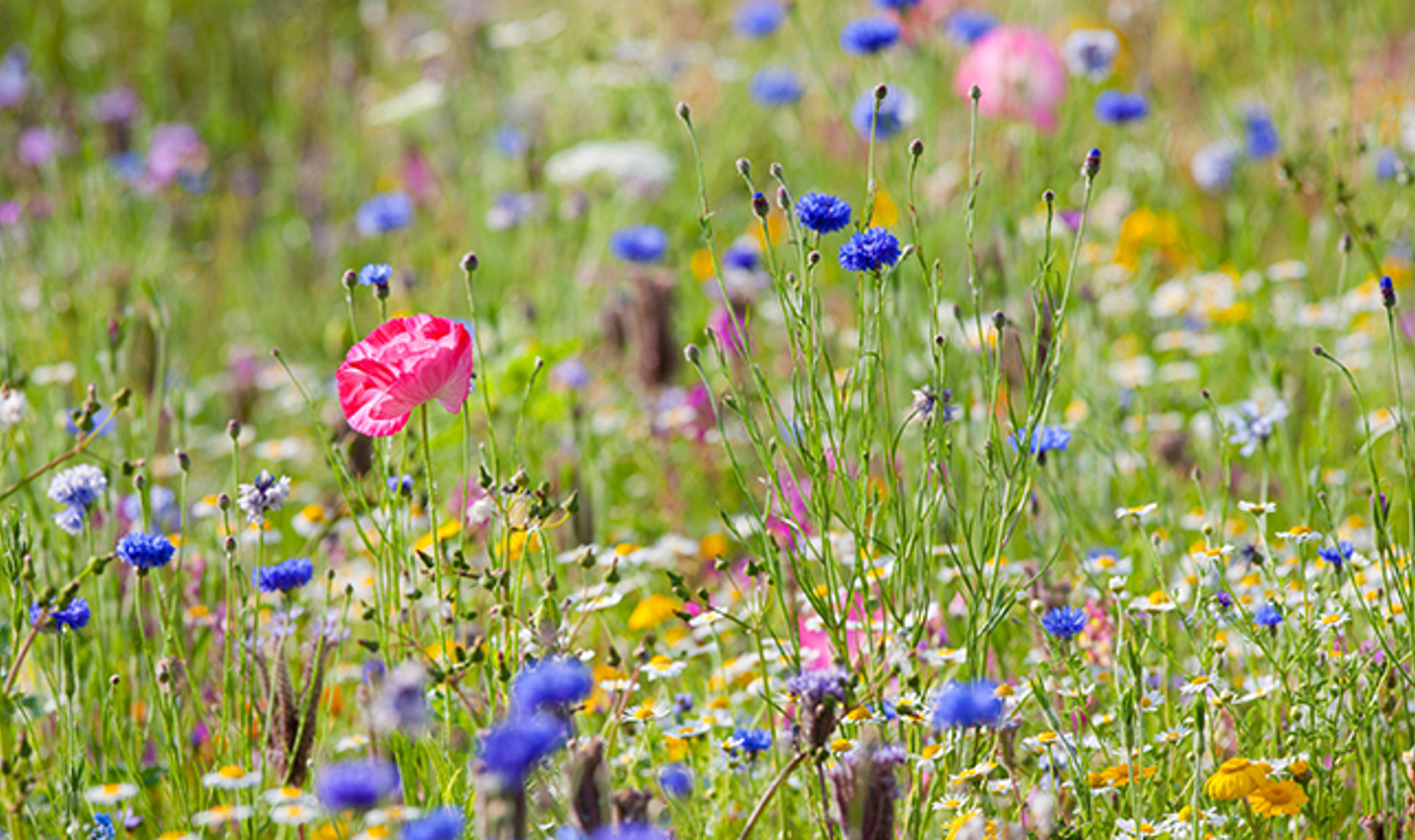Wildflowers Feature