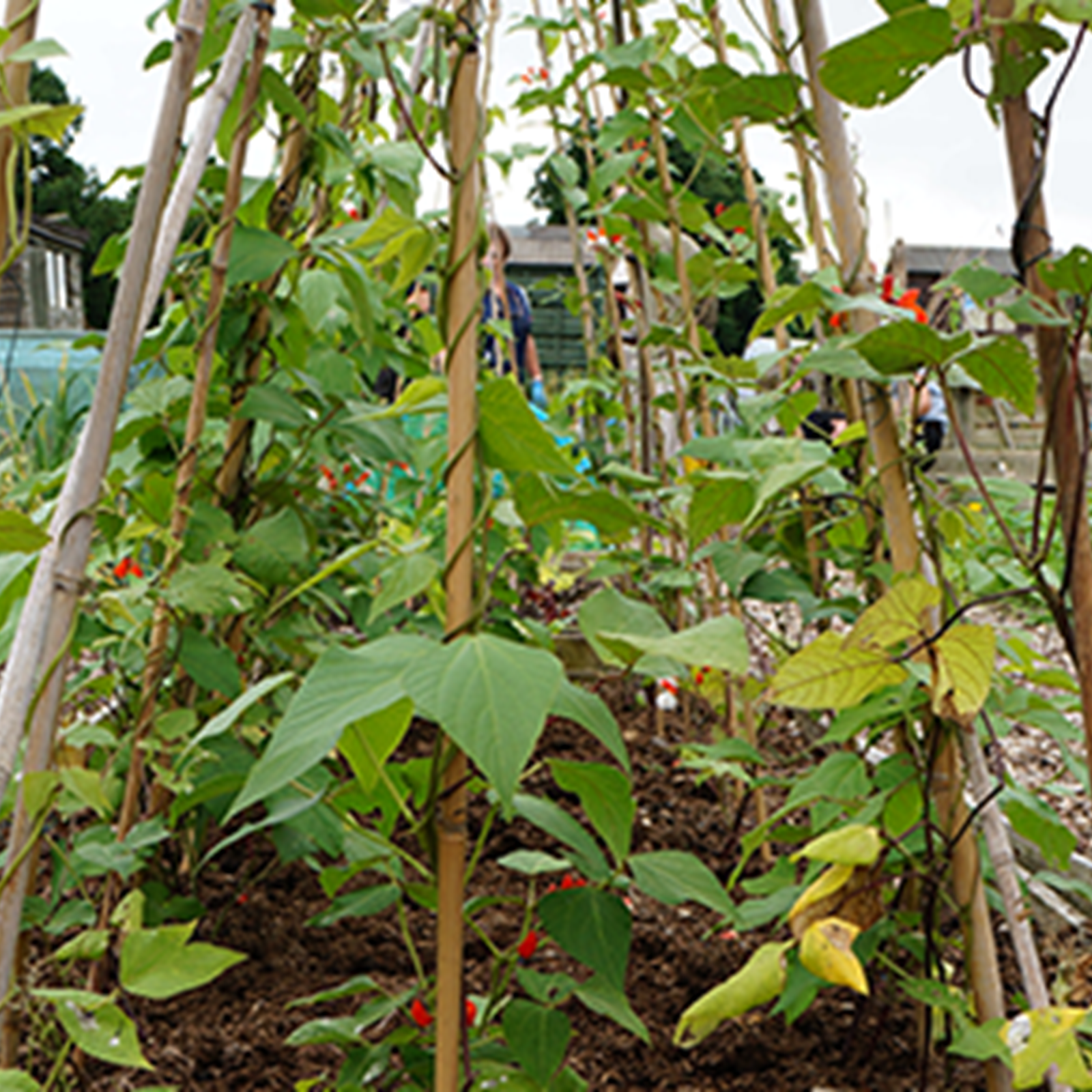 Allotments (1)