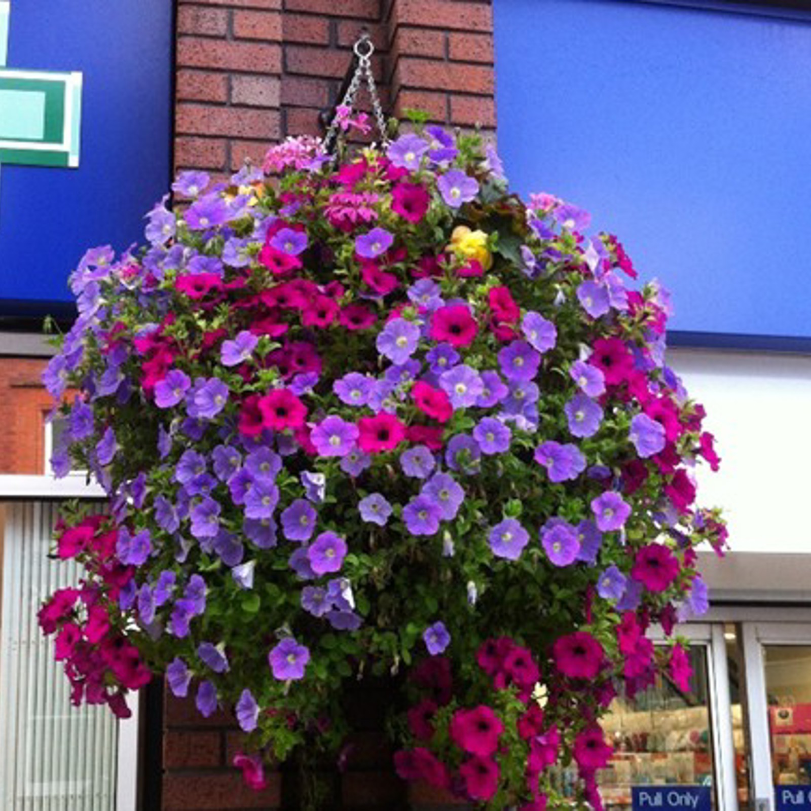 Hanging Basket 2