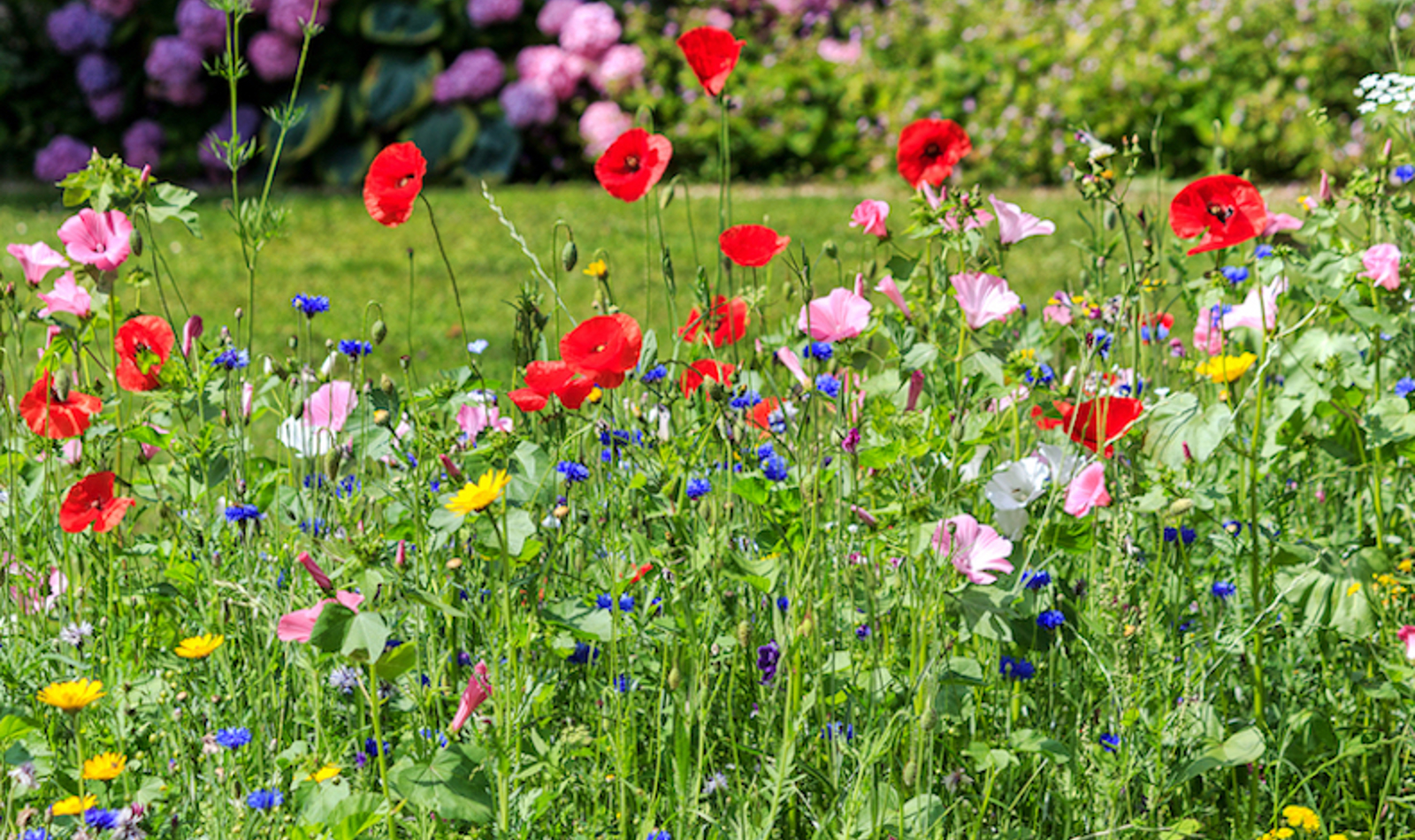 20211004 Tm Wildflower Meadow