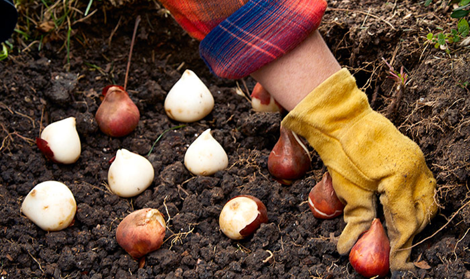Hand Planting Bulbs