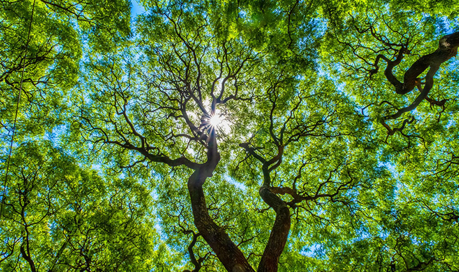 Photoshop Canopy Cover