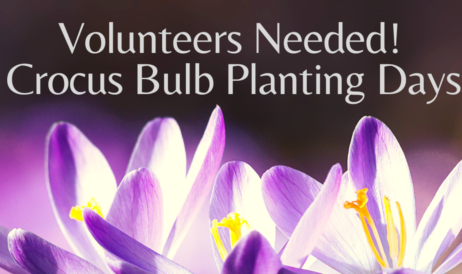 Bulb Planting Facebook Post