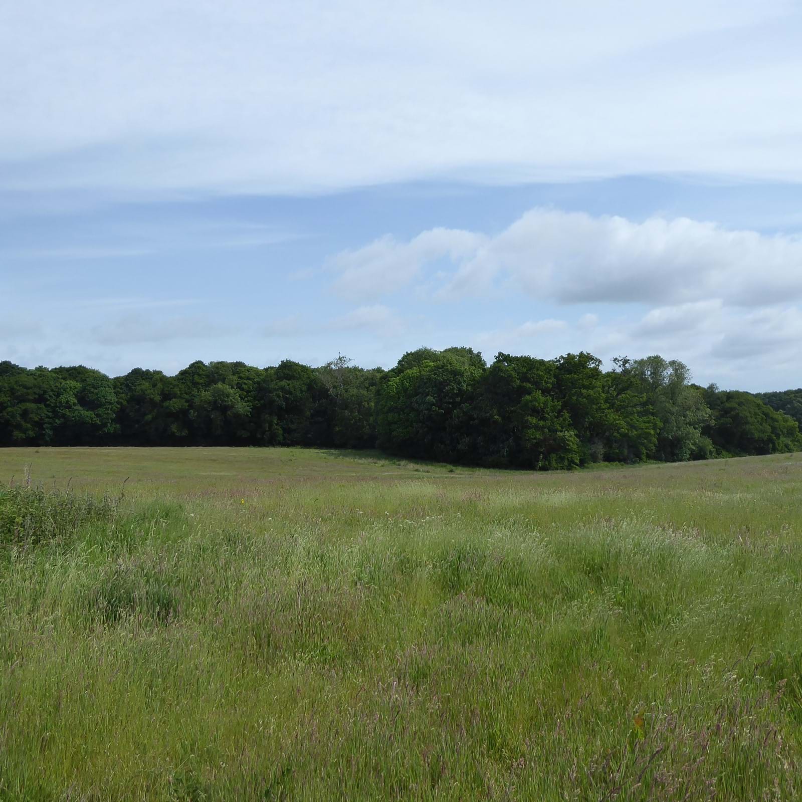 Meadow